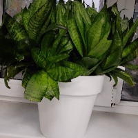 Родичев_Богдан - аватар пользователя